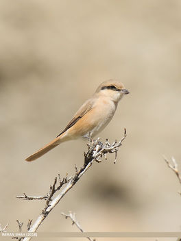 Rufous-tailed Shrike (Lanius isabellinus) - image #464311 gratis